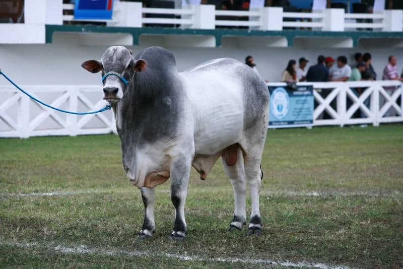 Nelore na pista de julgamento do parque em 2013