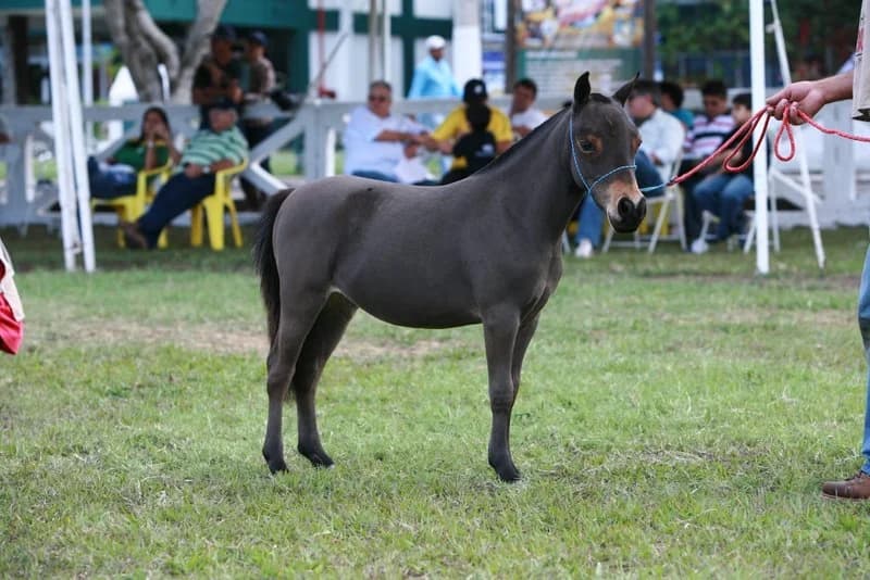 Pônei preto na pista de grama, 2013