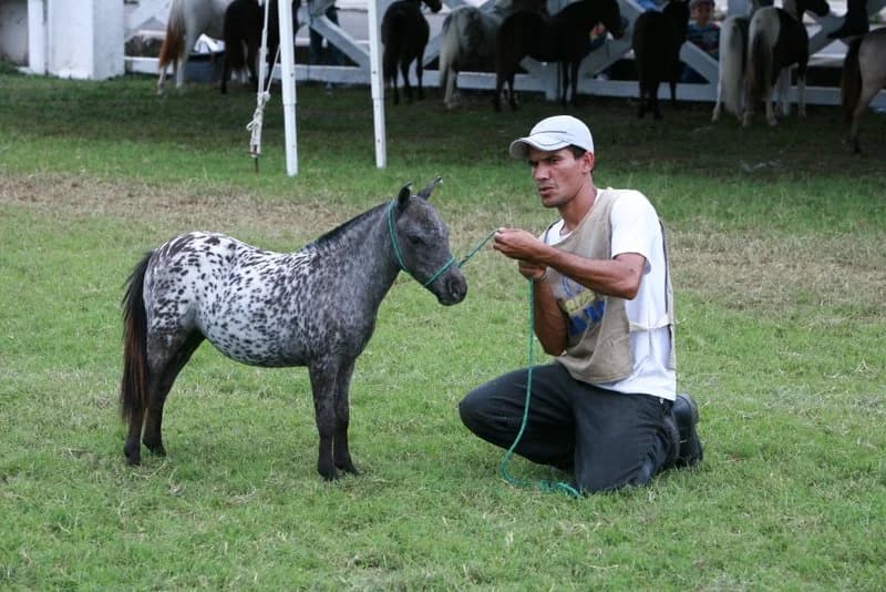 Pônei pintado com o tratador, 2013