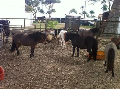 Pôneis nas baias do parque em 2013