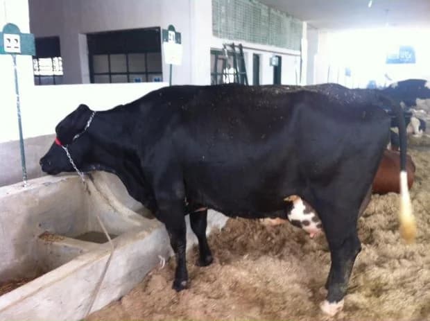 Vaca leiteira no concurso leiteiro de 2014