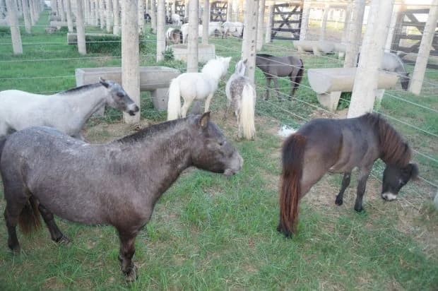 Pôneis no cercado, 2016