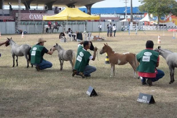 Julgamento de pôneis na pista do parque em 2016