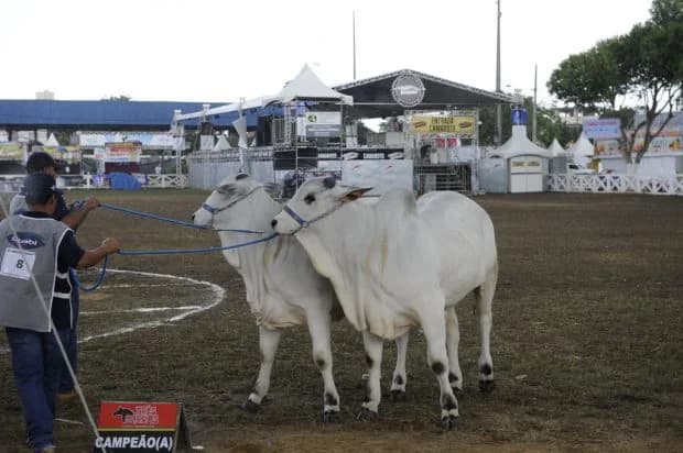 Campeãs da Expoinel, 2017