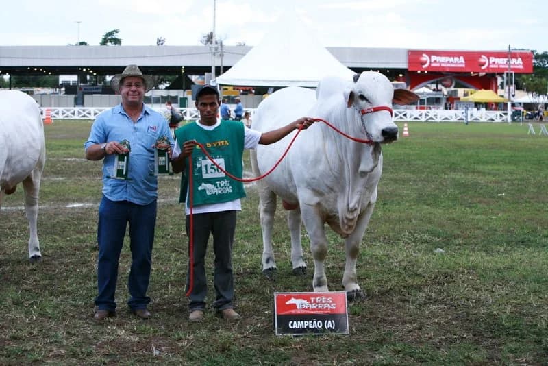 Campeão Nelore com a placa de premiação no julgamento de 2013