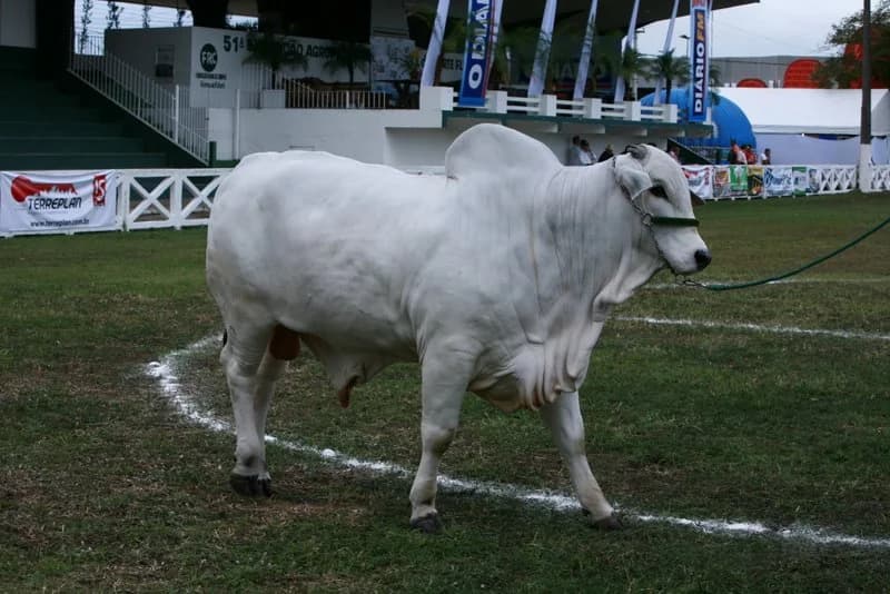 Marcação do Nelore no julgamento de 2013