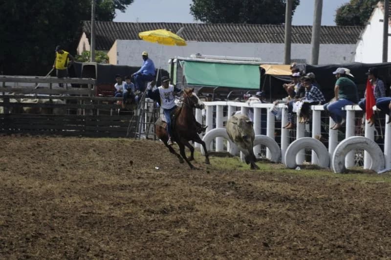 Prova de laço em dupla em 2017