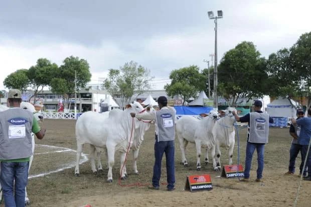 Julgamento de Nelore na Expoinel de 2017