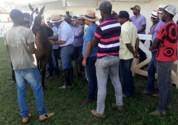 Alunos e cavalos no curso de Mangalarga Marchador de 2017
