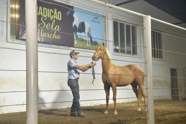 Cavalo de sela de marcha apresentado diante do pavilhão, em 2018