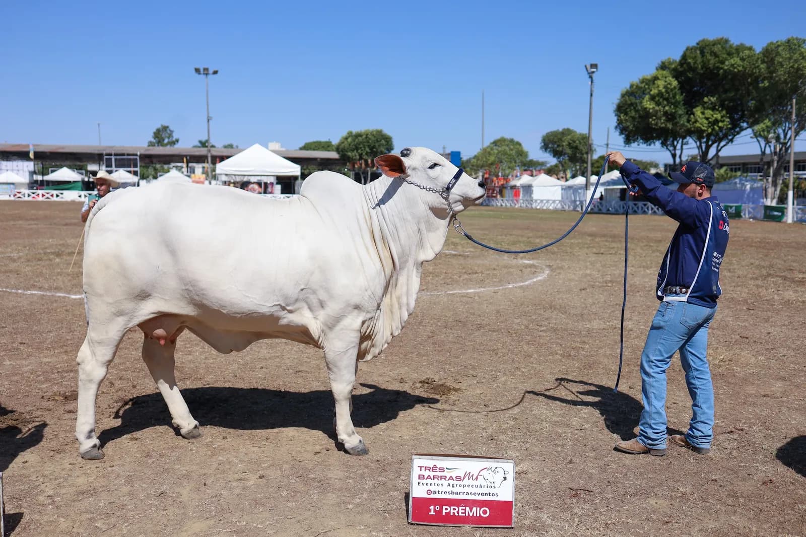 Tratador conduz um Nelore branco premiado na pista de julgamento da 65ª ExpoAgro