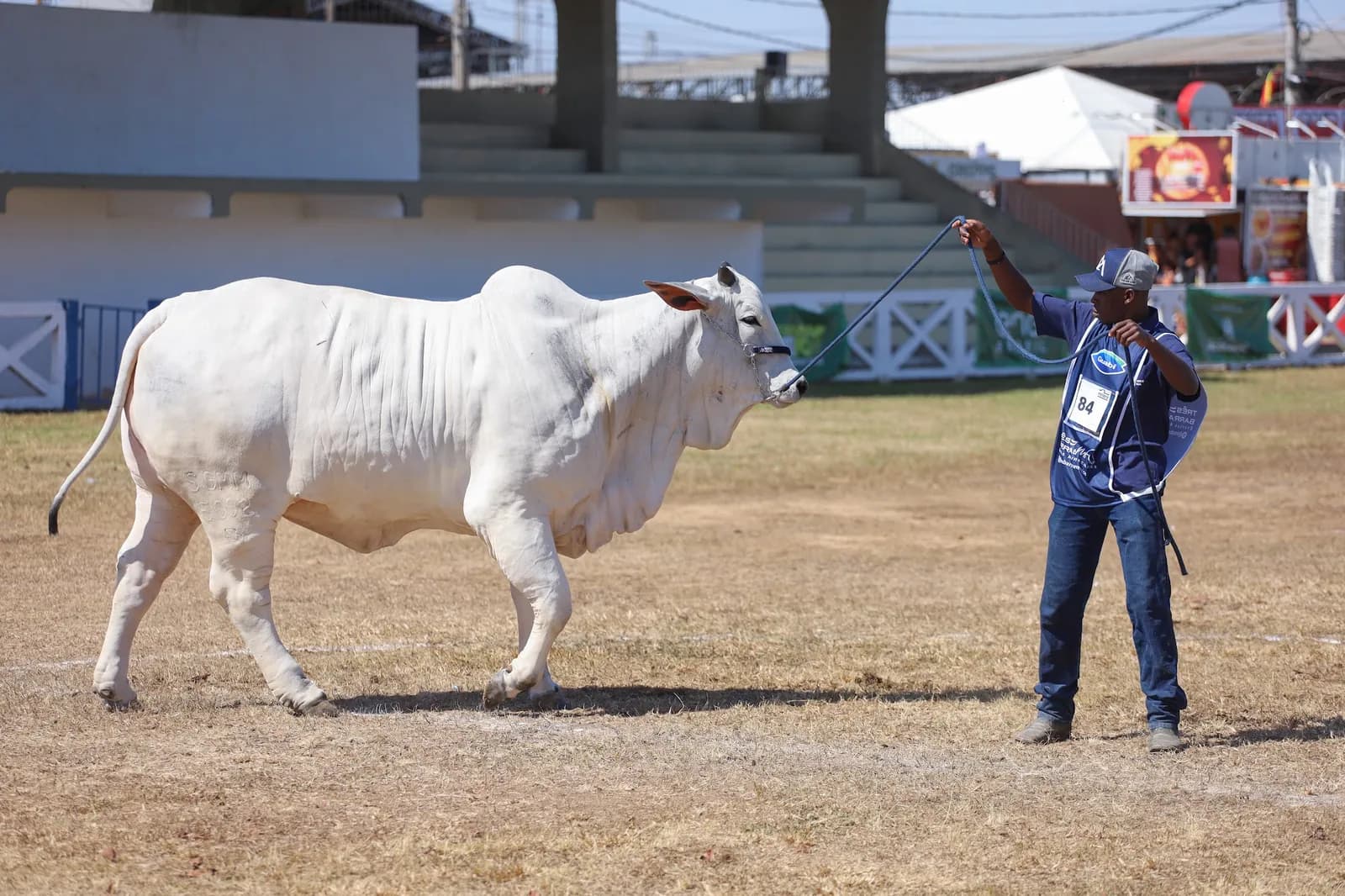 Tratador apresenta um Nelore branco na pista de julgamento do Parque da Pecuária, com a arquibancada ao fundo