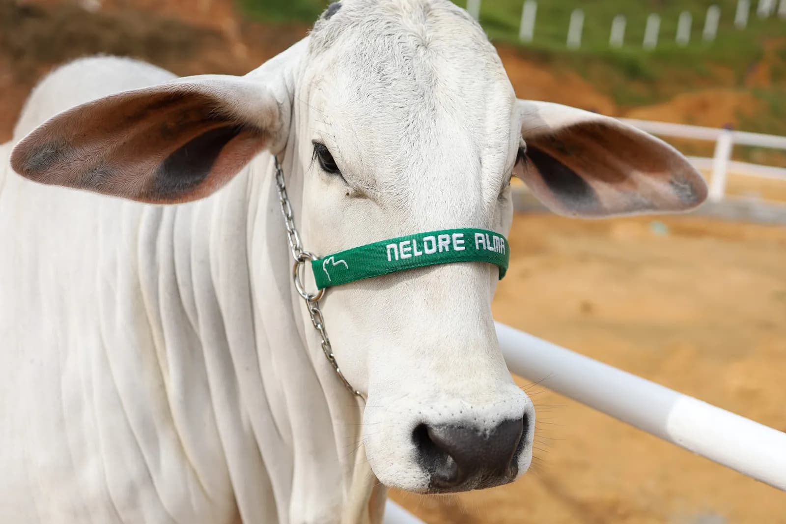 Cabeça de um Nelore branco de cabresto, de perto, na 65ª ExpoAgro