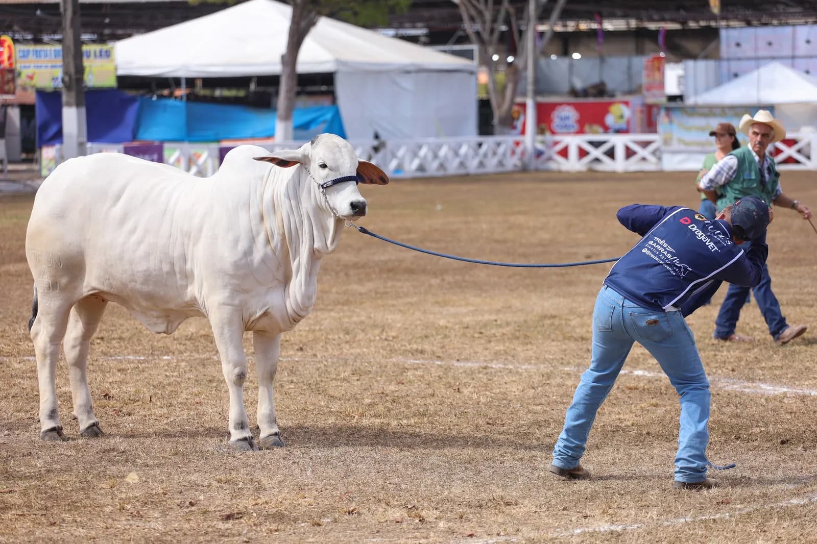 Tratador conduz um Nelore branco pelo cabresto na pista de julgamento da 65ª ExpoAgro